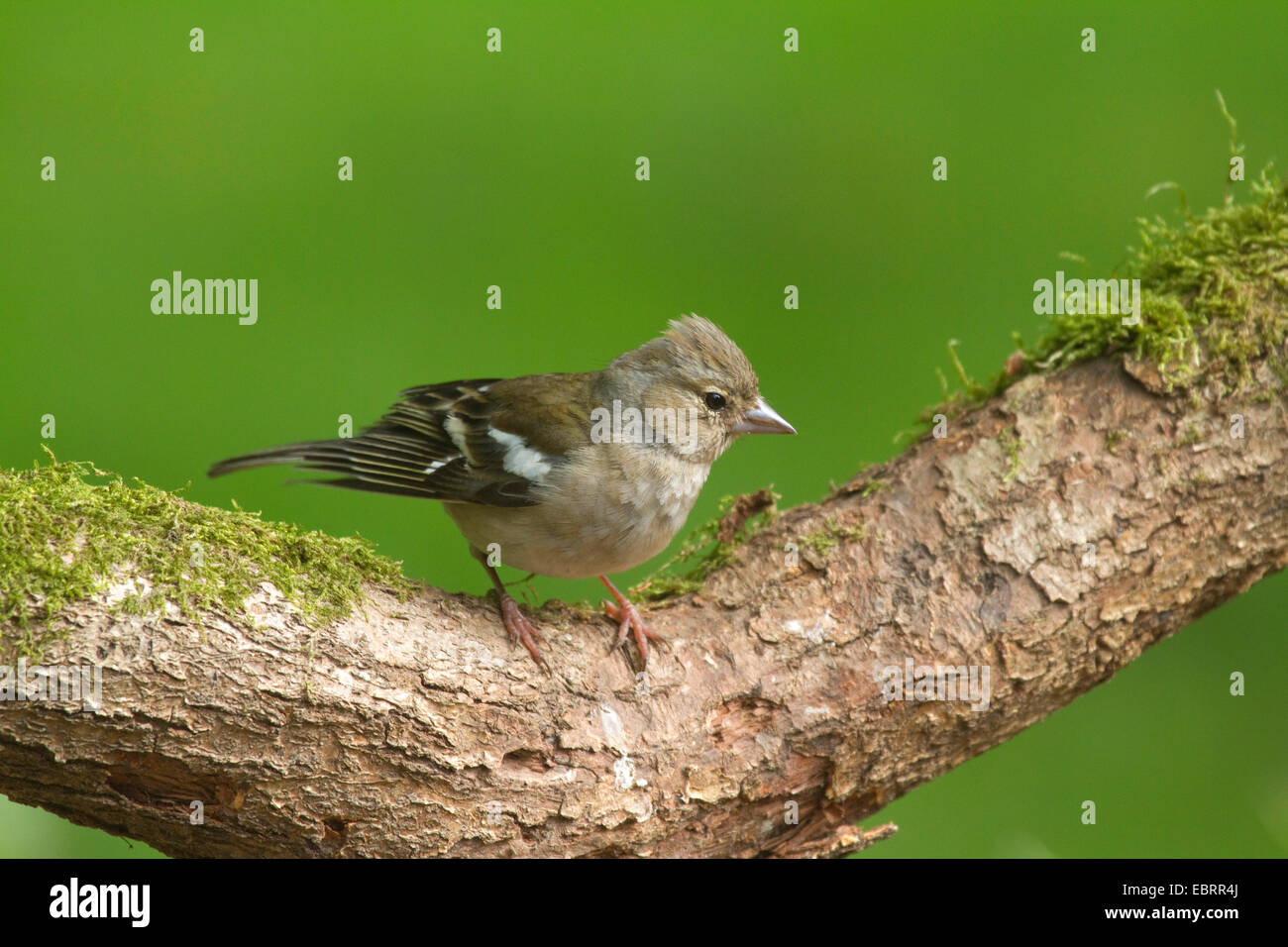 Buchfinken (Fringilla Coelebs), weibliche auf einem Ast, Deutschland, Nordrhein-Westfalen Stockfoto