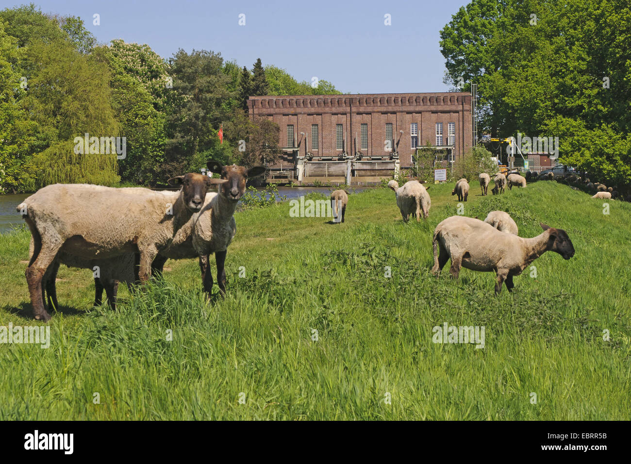 Hausschaf (Ovis Ammon F. Aries), Herde auf dem Deich am Wasserkraftwerk am Fluss Hunte, Deutschland, Niedersachsen, Oldenburg Stockfoto