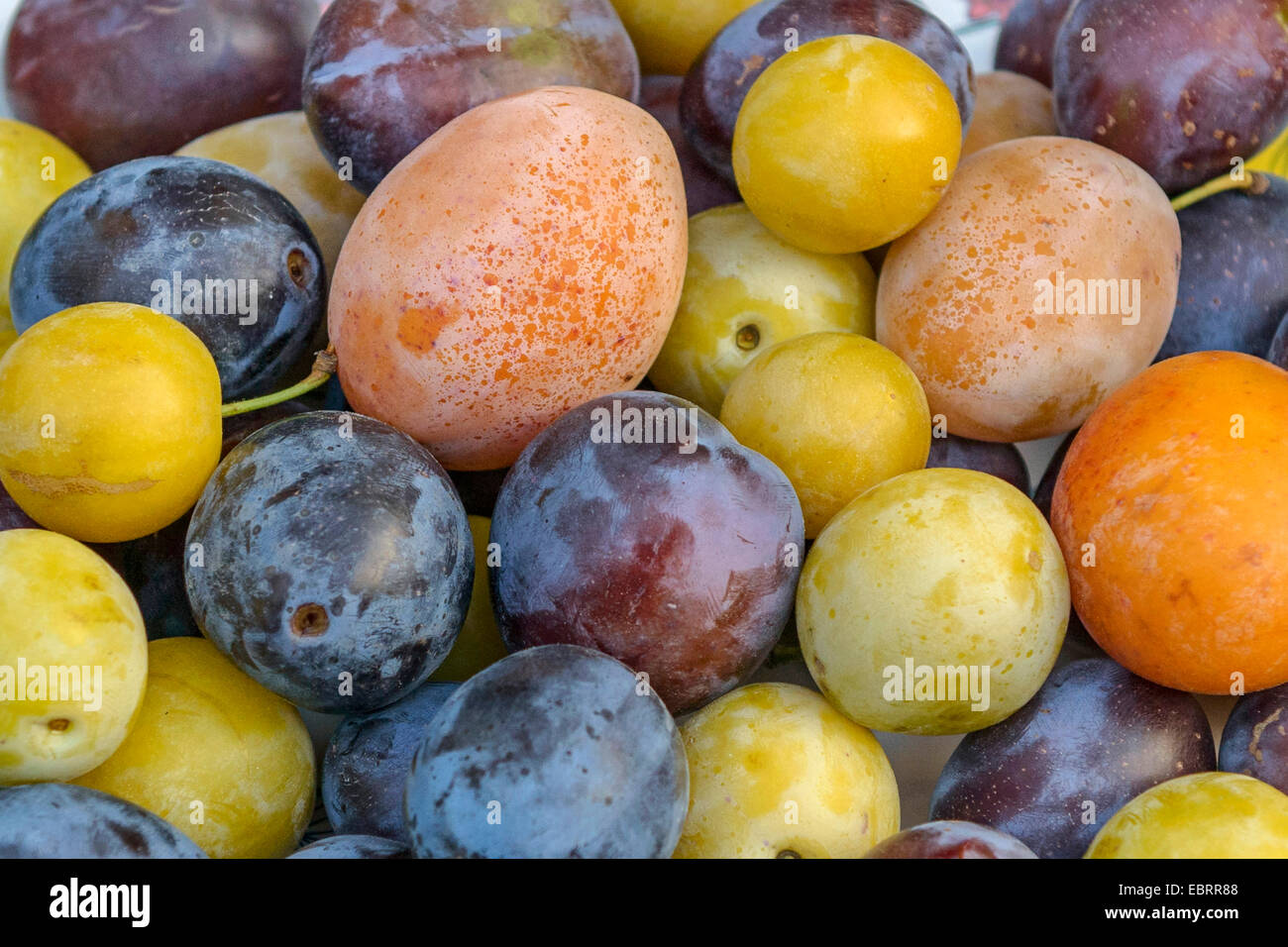 Pflaume (Prunus Domestica), verschiedene Pflaumen auf einer Platte, Deutschland, Sachsen Stockfoto