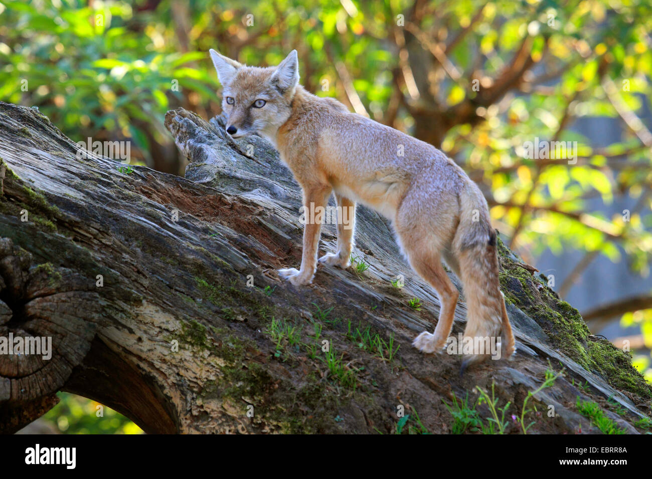 Corsac Fox (Vulpes Corsac), auf toten Baumstamm stehend Stockfoto