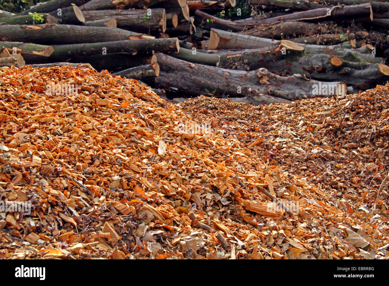 Holzspäne und Protokolle nach Sturm, Essen, Ruhrgebiet, Nordrhein-Westfalen, Deutschland Stockfoto