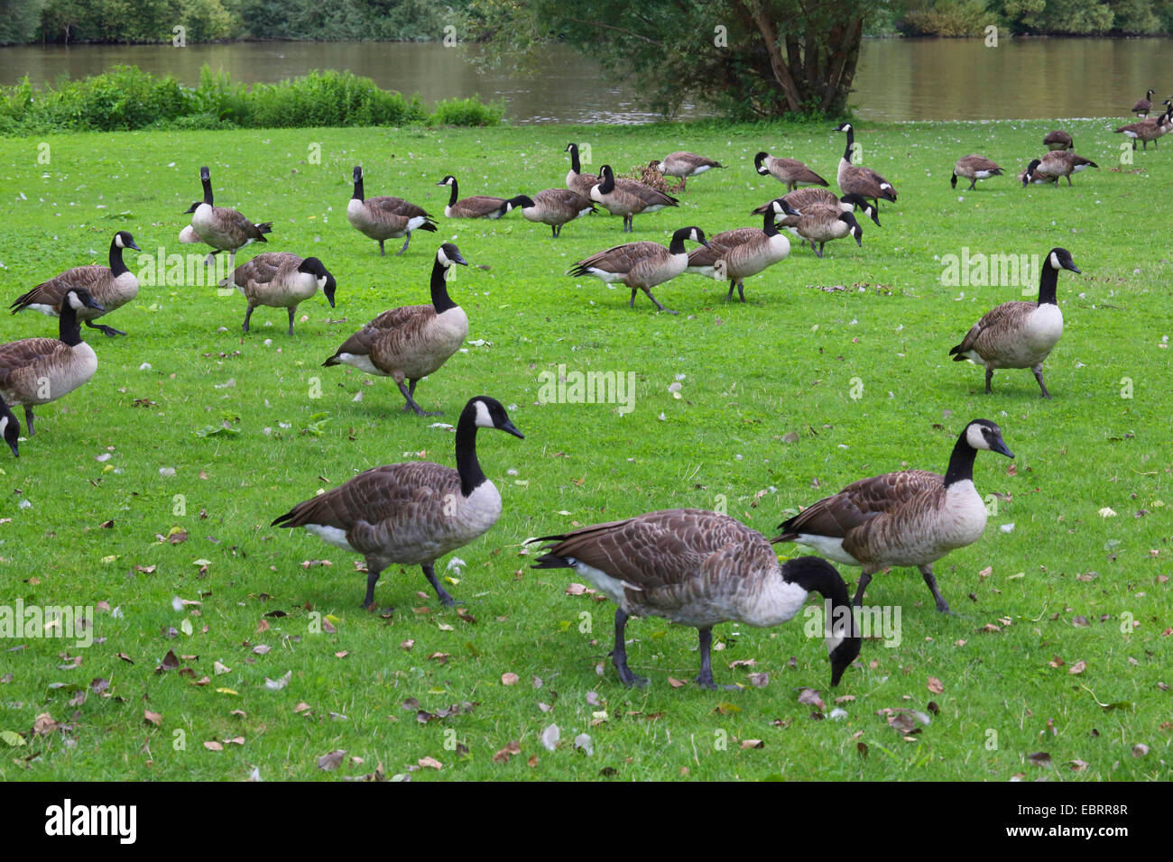 Kanadagans (Branta Canadensis), Kanadagans am Neckar Fluß, Deutschland Stockfoto