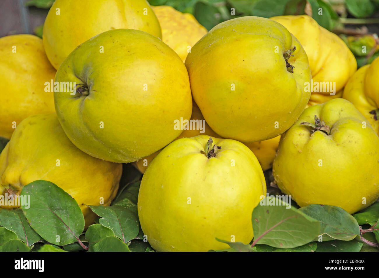 gemeinsamen Quitte (Cydonia Oblonga 'Konstantinopeler'), Früchte der Sorte Konstantinopeler, Deutschland, Sachsen Stockfoto