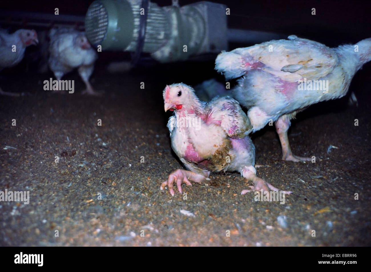 Hausgeflügel (Gallus Gallus F. Domestica), Masthähnchen, die zusammen in einem Hühnerstall in der industriellen Landwirtschaft in desolaten Zustand eingeklemmt. Die Vögel sind so schnell zuzunehmen, dass viele von ihnen nicht in der Lage sind auf ihre Füße am Ende der Mast Prozess, Deutschland, Stockfoto