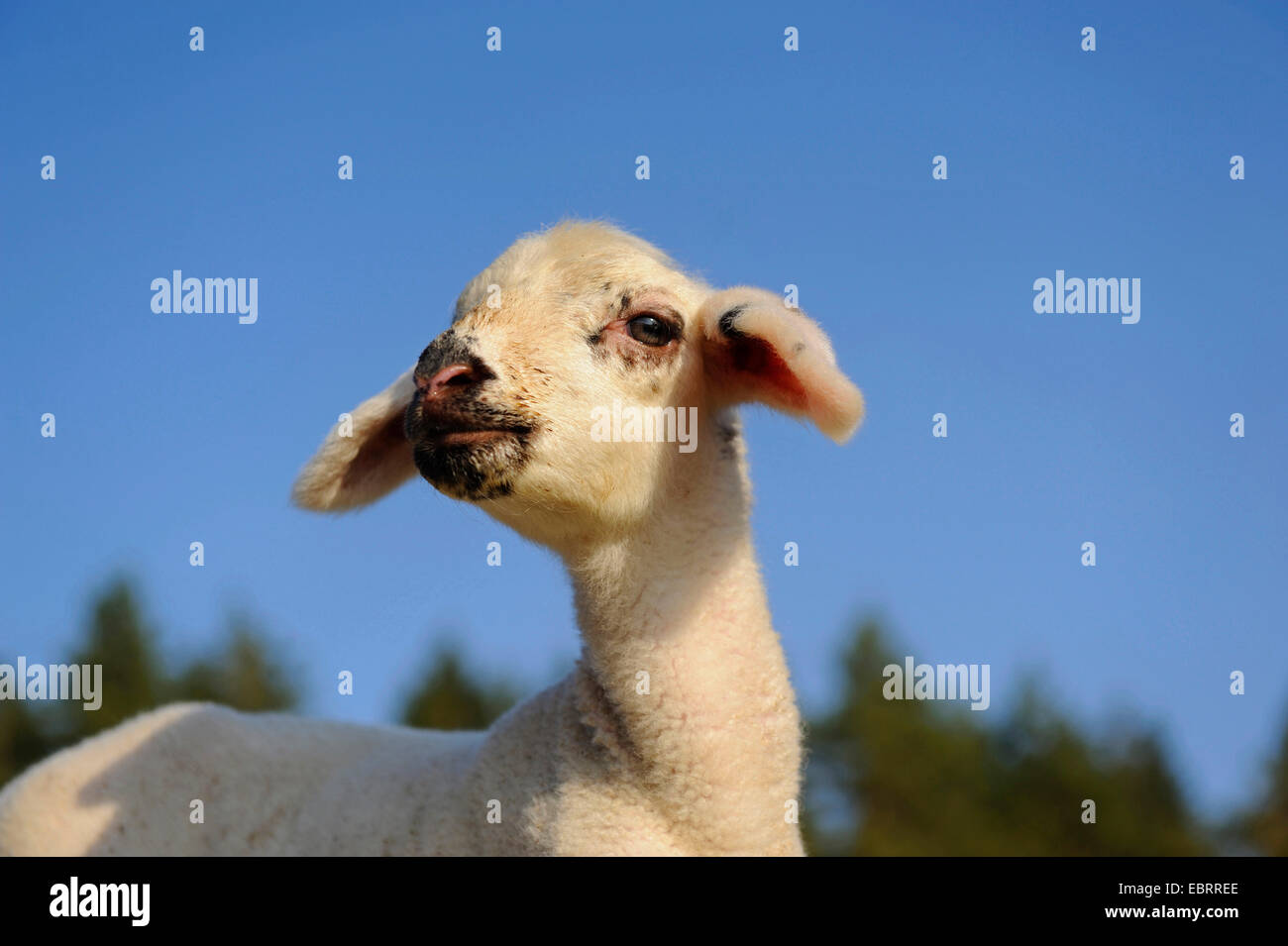 Hausschaf (Ovis Ammon F. Aries), Lamm, Porträt, Deutschland Stockfoto