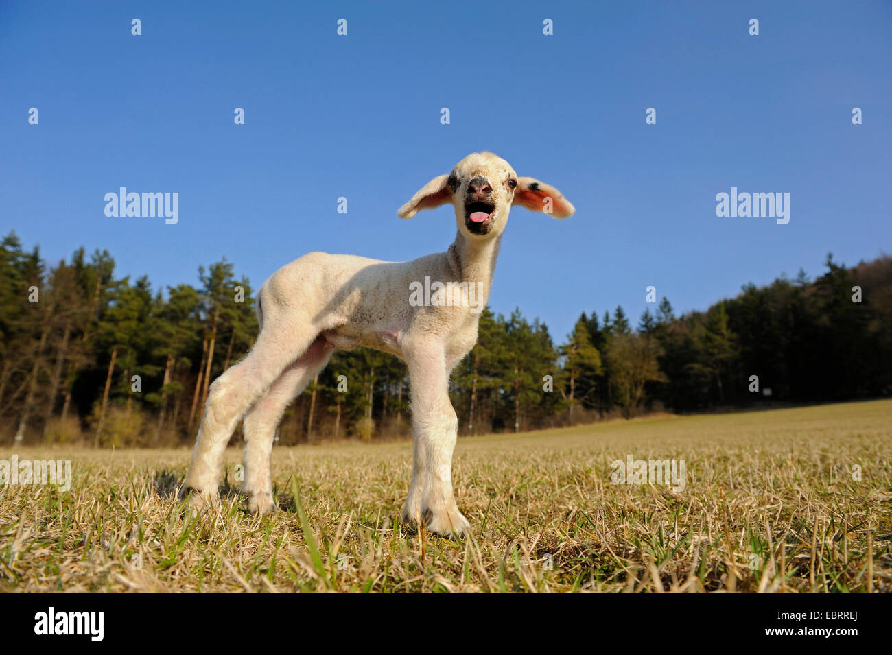 Hausschaf (Ovis Ammon F. Aries), Lamm stehend auf der Weide und Blöken, Deutschland Stockfoto