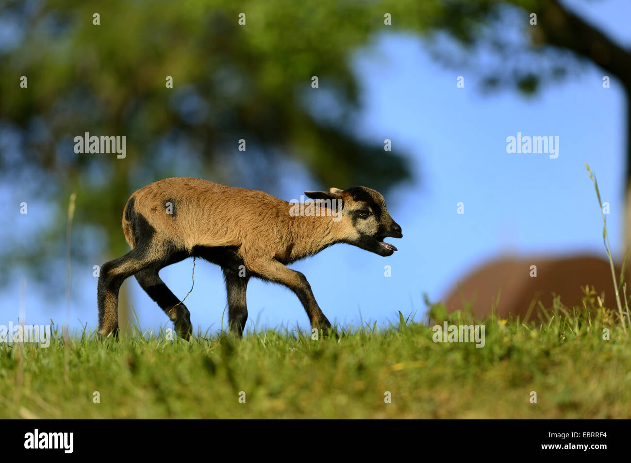 Kamerun, Kamerun-Schafe (Ovis Ammon F. Aries), wenig Lamm zu Fuß durch eine Wiese und Blöken, Deutschland Stockfoto