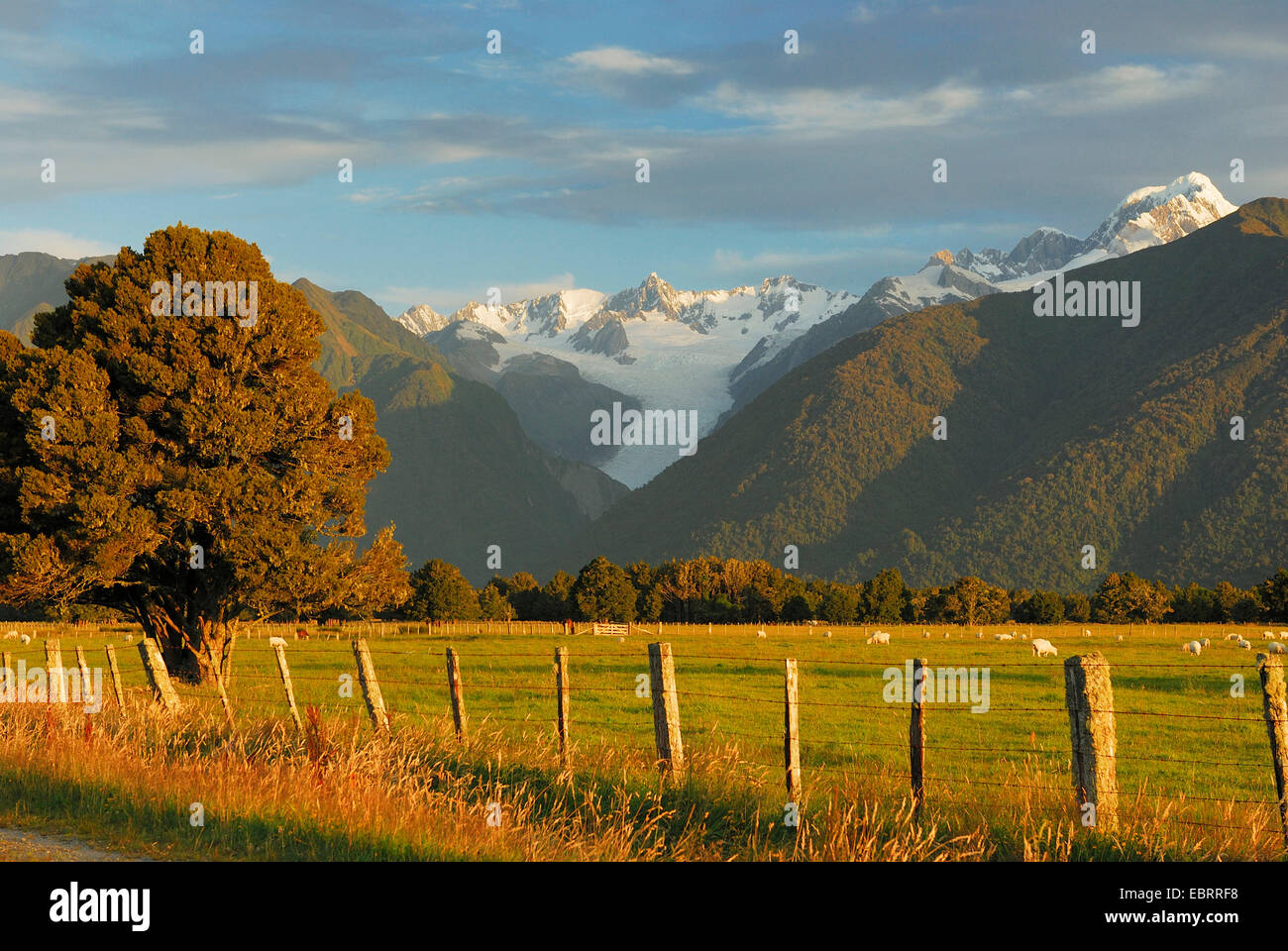Hausschaf (Ovis Ammon F. Aries), Schafe auf einer Wiese vor der südlichen Alpen mit der Fox Gletscher Und Mt. Tasman (3497 m), Neuseeland, Südinsel, Westland Nationalpark Stockfoto