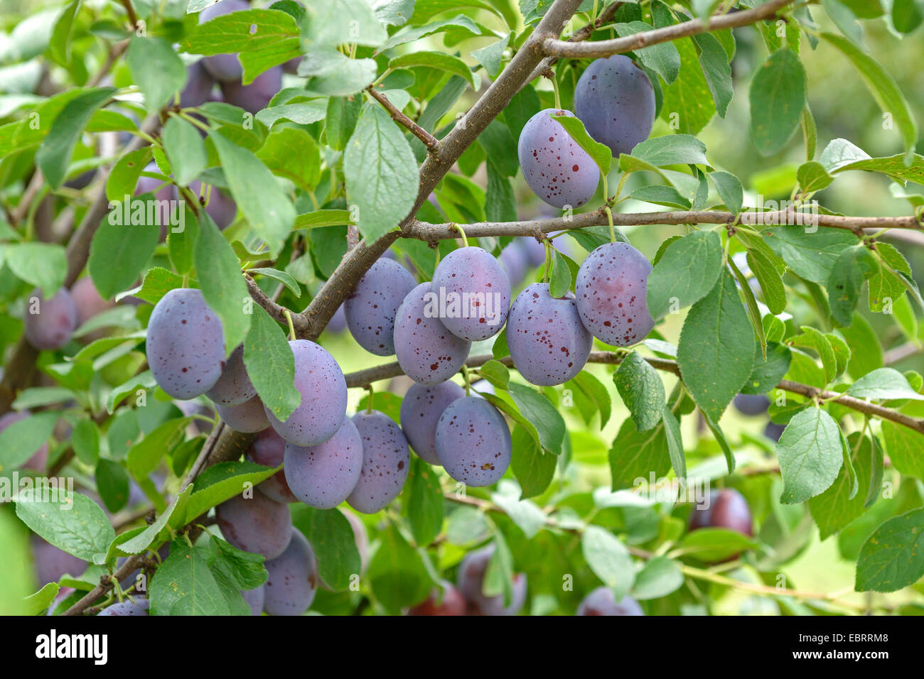 Pflaume (Prunus Domestica "Zum Felde", Prunus Domestica Zum Felde), Pflaumen auf einem Baum, Sorte Wangenheimer Fruehzwetsche Stockfoto