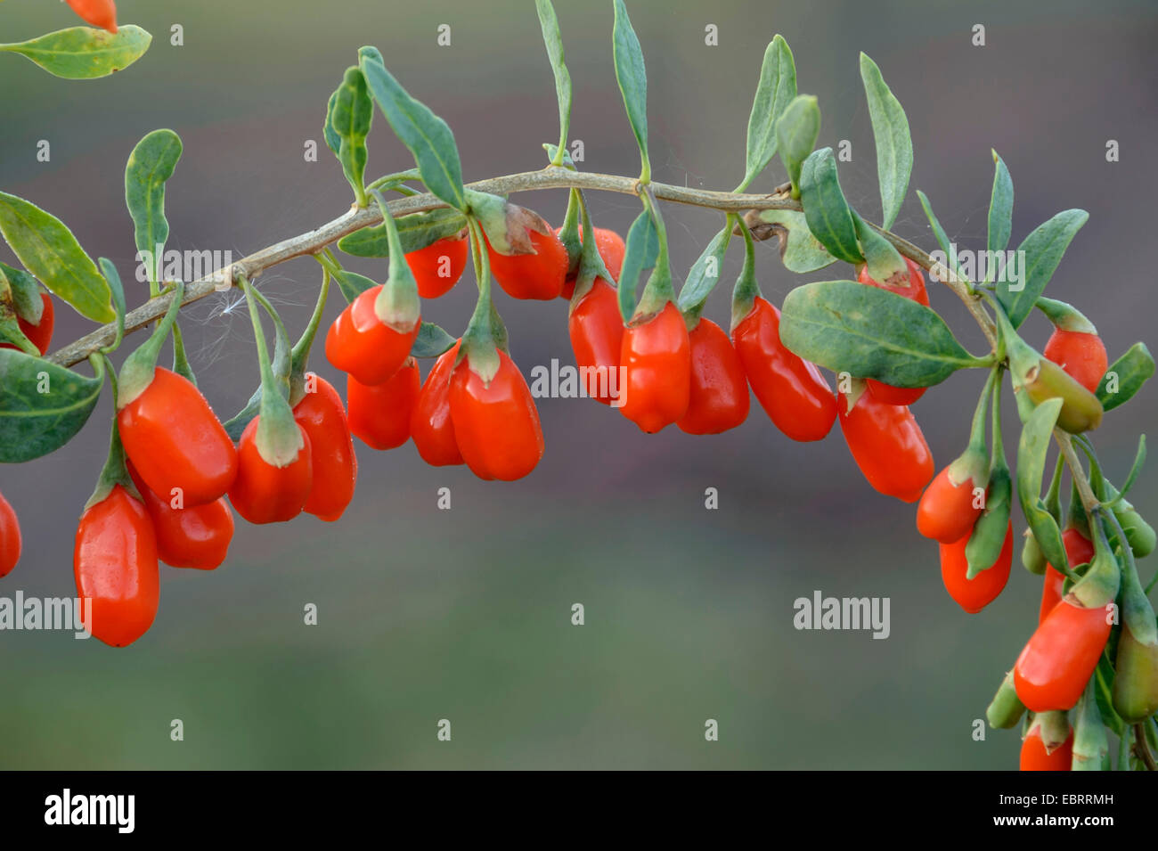 Chinesische Wolfsbeere, gemeinsame Matrimony Vine (Lycium Barbarum 'Nr. 1 Big Lifeberry', Lycium Barbarum Nr. 1 Big Lifeberry), Gojibeeren, Sorte Nr. 1 Lifeberry Stockfoto