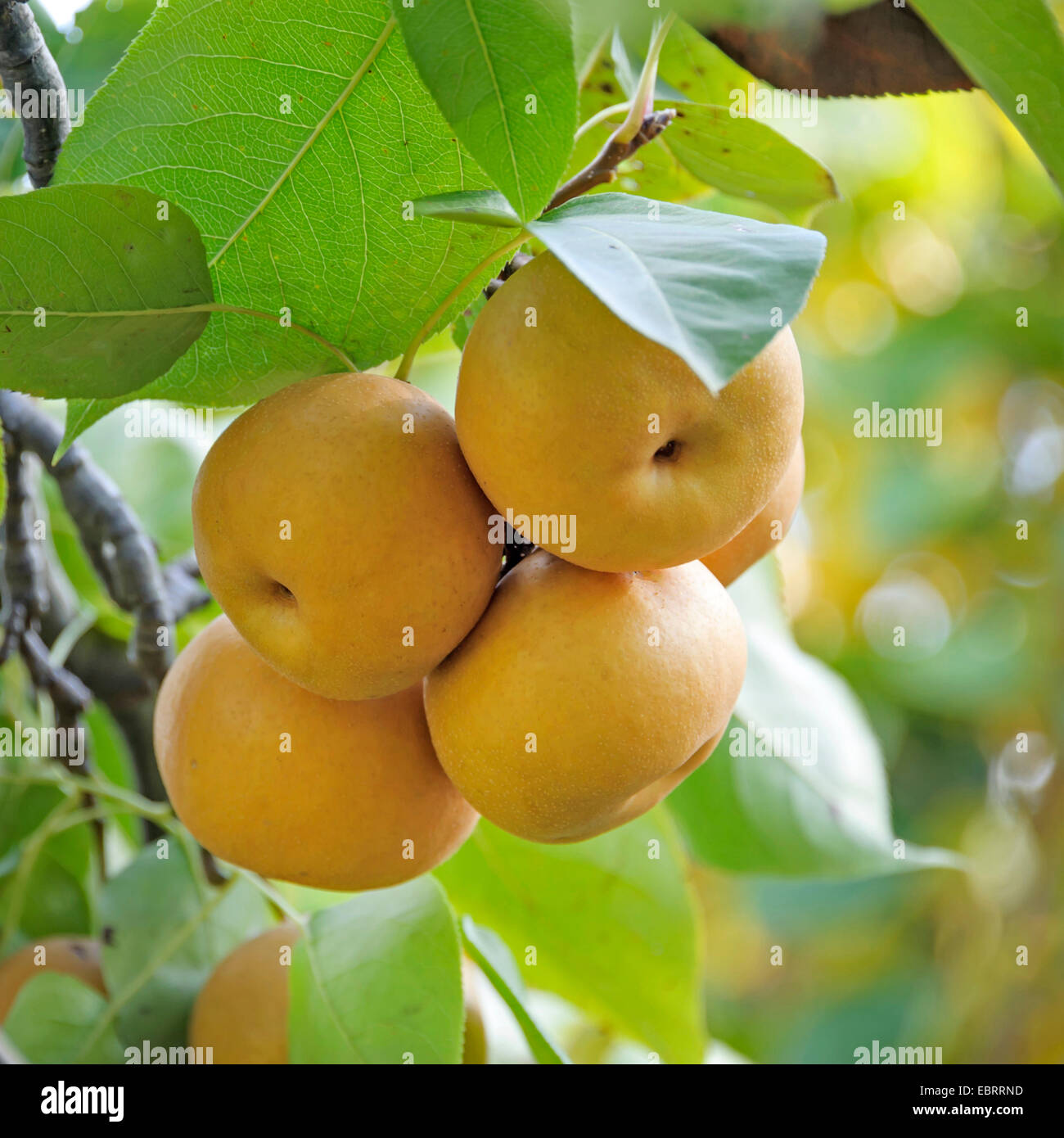 Shinseiki asiatische Birne, asiatische Birne, Nashi Birne (Pyrus Pyrifolia "Kumoi", Pyrus Pyrifolia Kumoi), auf einem Baum, Sorte Kumoi Stockfoto
