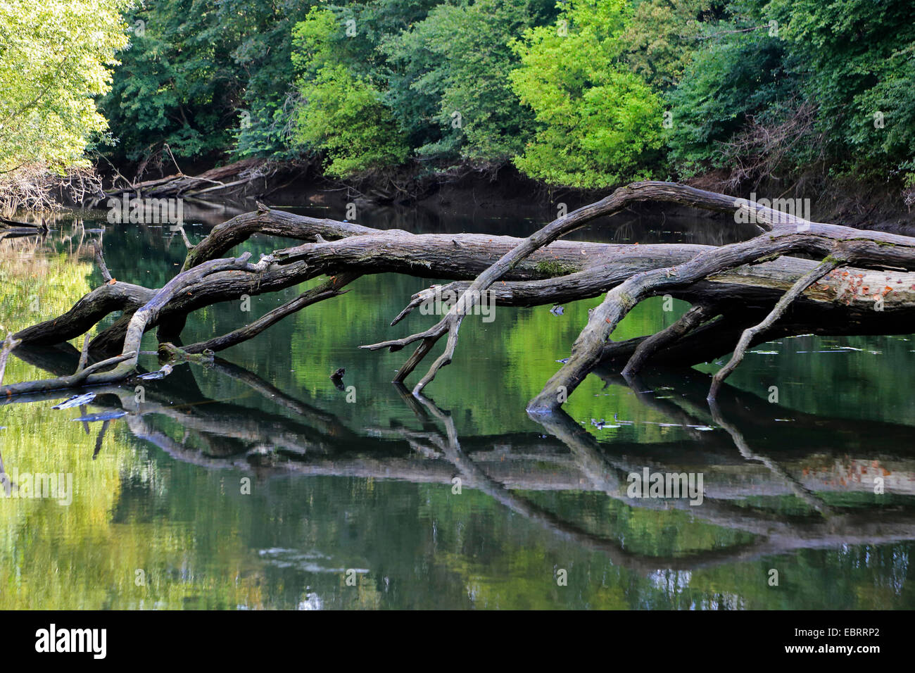 Auenwaldes mit tot umgestürzten Baum im Sommer, Deutschland Stockfoto
