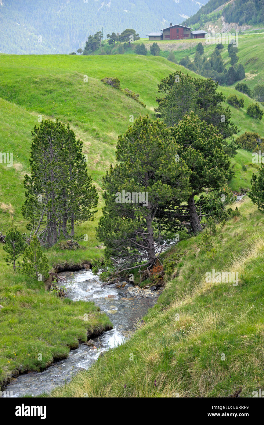 Latschenkiefer, Mugo Pine (Pinus Uncinata, Pinus Mugo SSP. Uncinata), in den Pyrenäen, Andorra, Andorra, Col de Ordino, La Vella Stockfoto