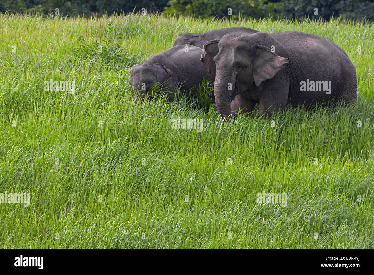 Asiatischer Elefant, Asiatischer Elefant (Elephas Maximus), drei Elefanten grasen, Thailand, Khao Yai Nationalpark Stockfoto