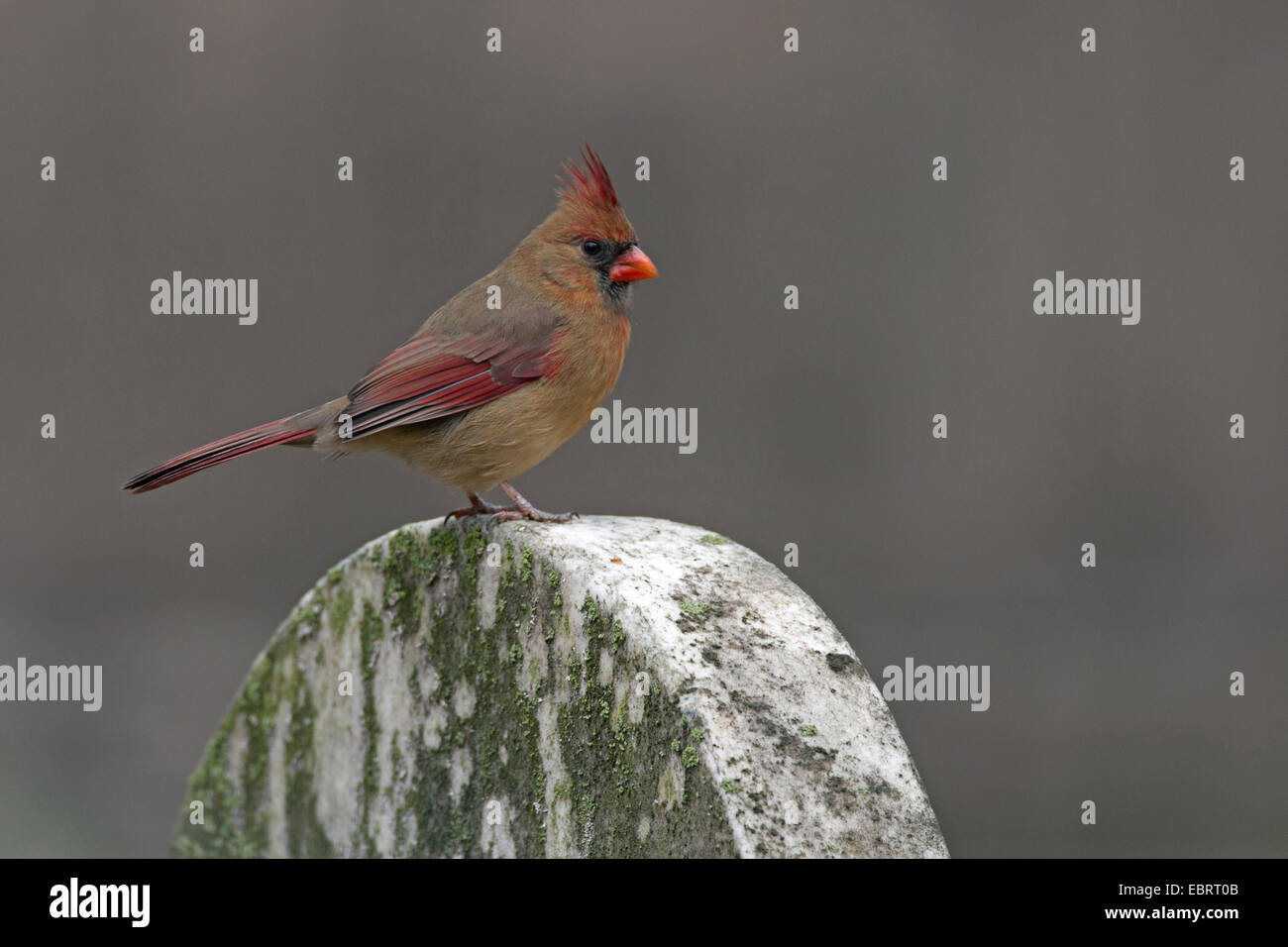 Gemeinsamen Kardinal, rote Kardinal (Cardinalis Cardinalis), Weibchen auf einem Grabstein, USA, Massachusetts Stockfoto