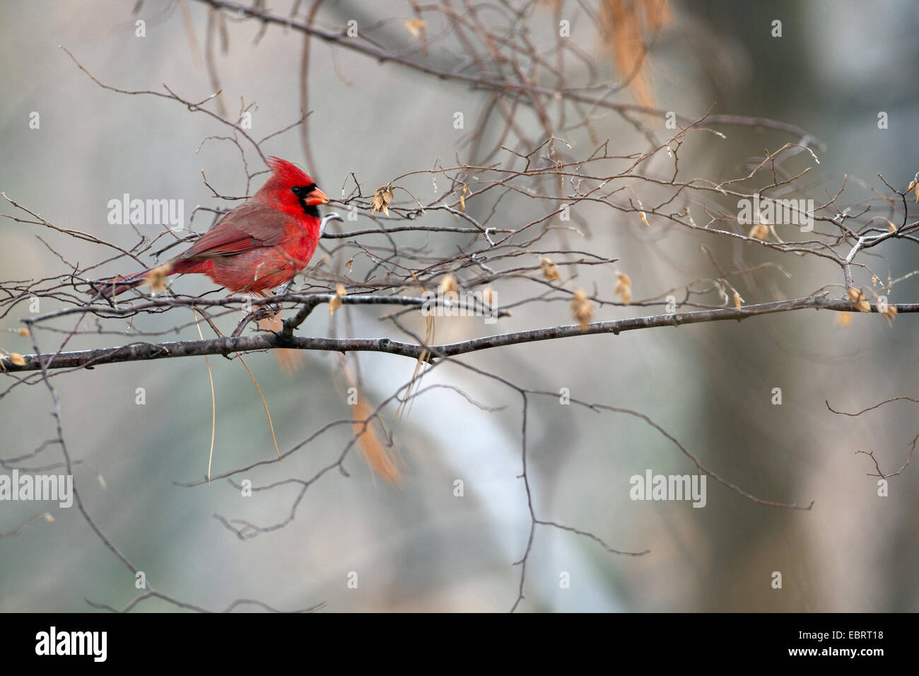 Gemeinsamen Kardinal, rote Kardinal (Cardinalis Cardinalis), männliche auf einem Zweig in einen Baum, USA, Massachusetts Stockfoto