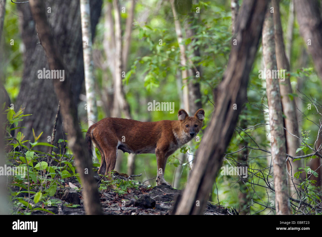 Dhole, Red Dog, asiatischer Wildhund (Cuon Alpinus), Weibchen im Wald, Thailand, Huai Kha Khaeng Wildlife Sanctua Stockfoto