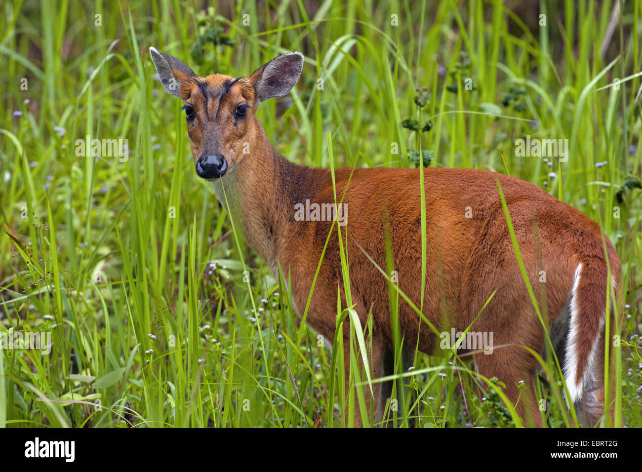 Barking Deer, Kakar, indische Muntjak (Muntiacus Muntjak), weibliche in eine Wiese, Thailand, Khao Yai Nationalpark Stockfoto