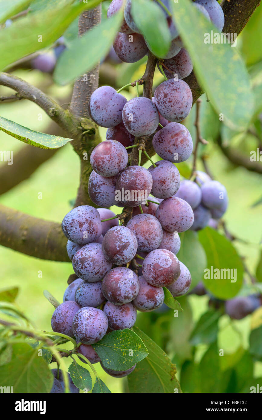 Pflaume (Prunus Domestica 'Opal', Prunus Domestica Opal), Pflaumen auf einem Baum, Sorte Opal Stockfoto