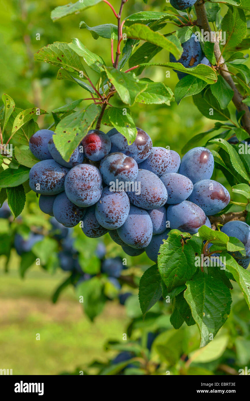 Pflaume (Prunus Domestica "Jojo", Prunus Domestica Jojo), Pflaumen auf einem Baum, Sorte Jojo Stockfoto