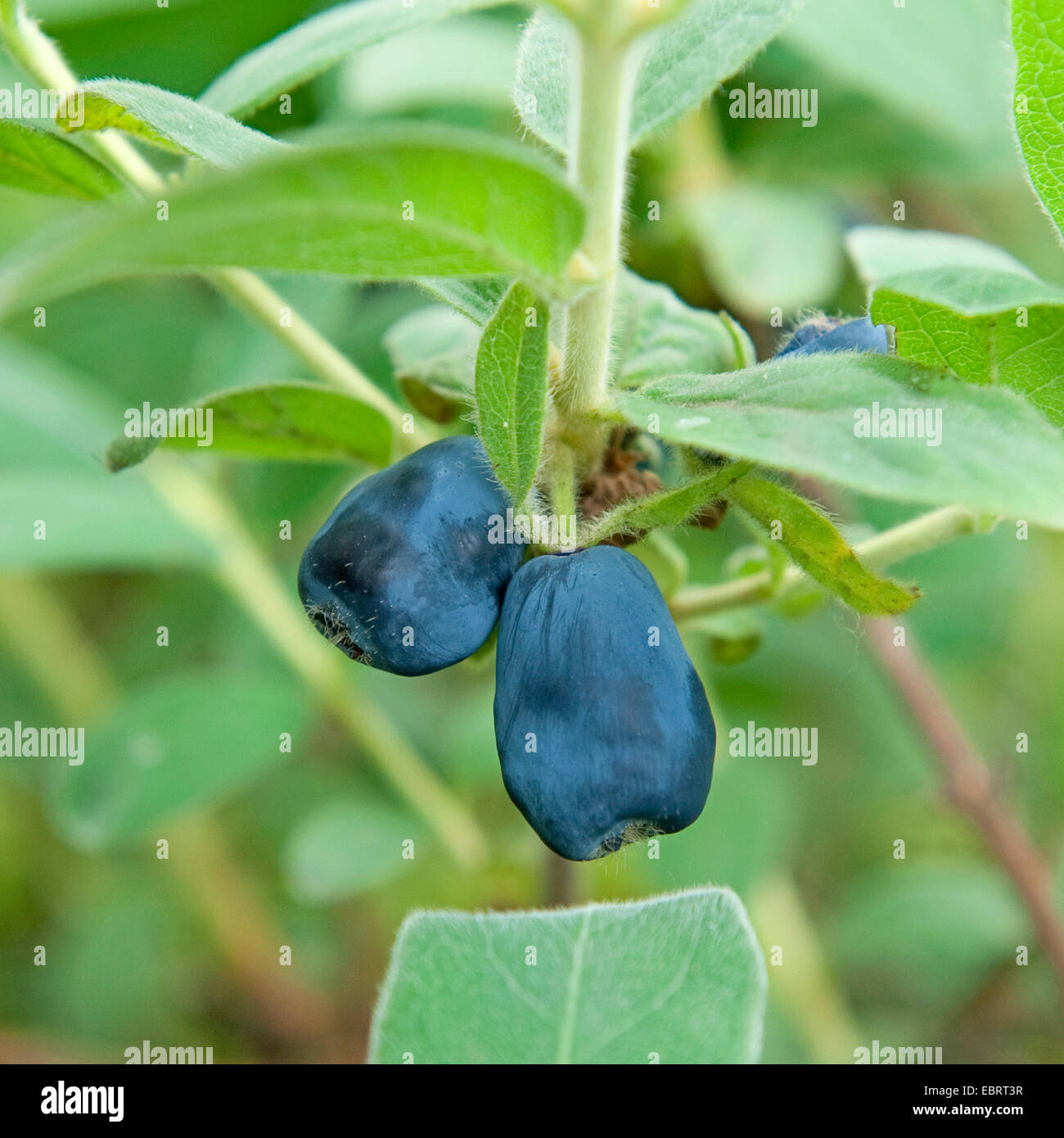Blaues Geißblatt (Lonicera Caerulea "Blue Velvet"), Früchte der Sorte Blue Velvet Stockfoto