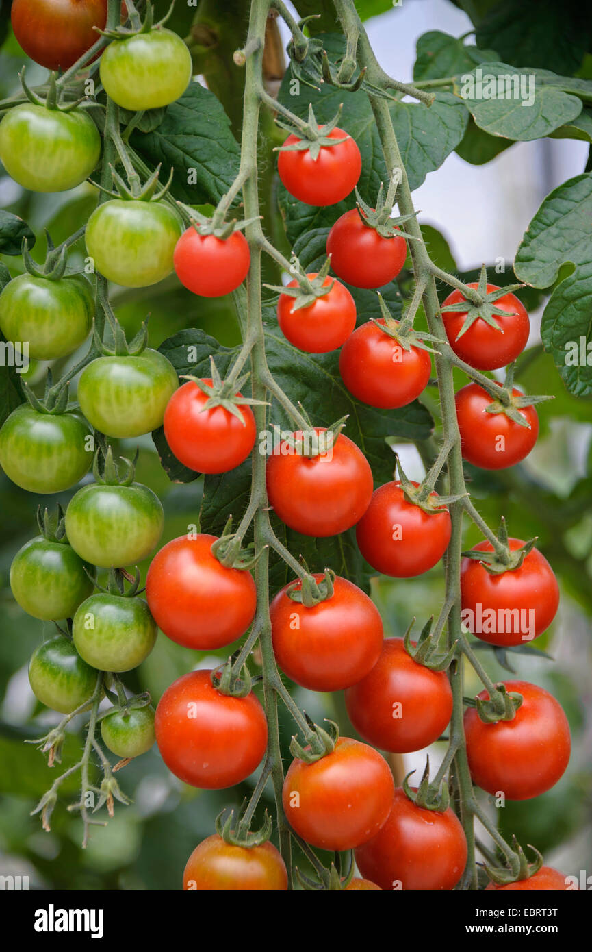 Garten-Tomaten (Solanum Lycopersicum 'Picolino', Solanum Lycopersicum Picolino, Lycopersicon Esculentum), Pflanze mit Reifen und unreifen Tomaten, Sorte Picolino Stockfoto