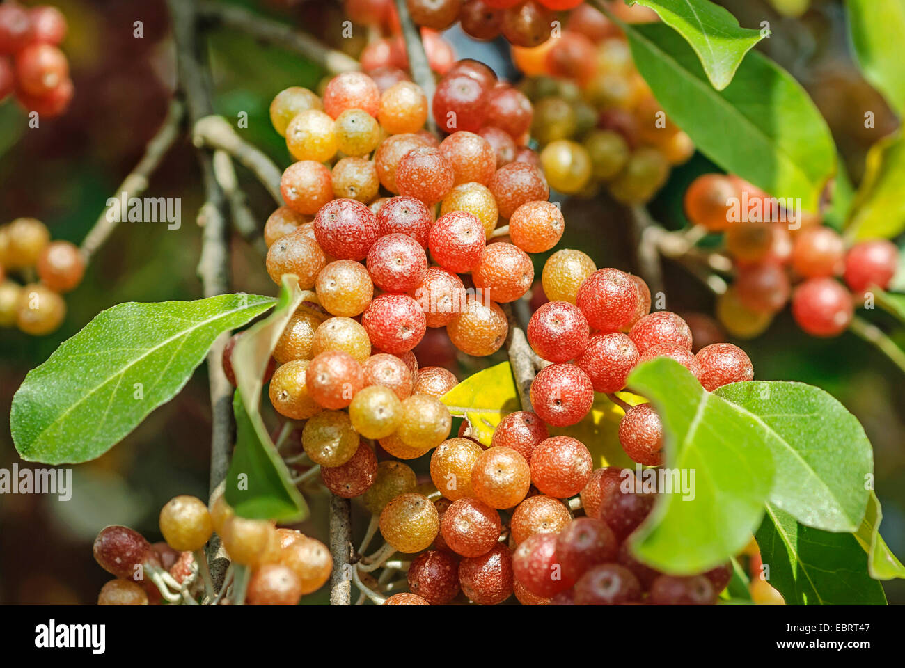 Herbst-Olive, Herbst Ölweiden, Autum Olive (Elaeagnus Umbellata 'Serinus', Elaeagnus Umbellata Serinus), Sorte Serinus Stockfoto