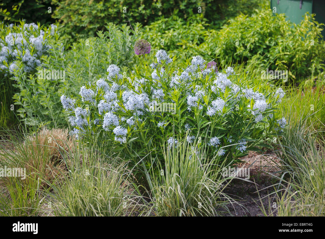 Gemeinsamen Blaustern, Amsonia (Amsonia Tabernaemontana) boomt Stockfoto