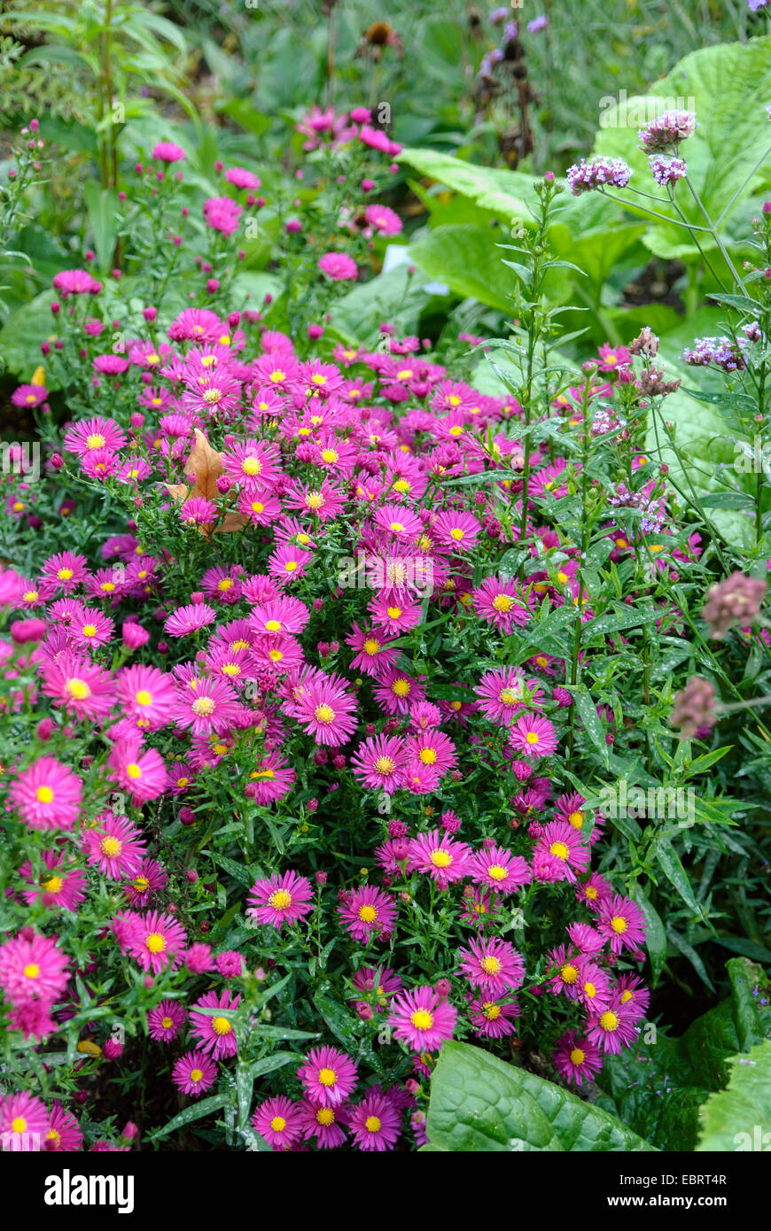 Aster (Aster Dumosus ' Kassel #, Aster Dumosus Kassel), blühend, Sorte Kassel Stockfoto