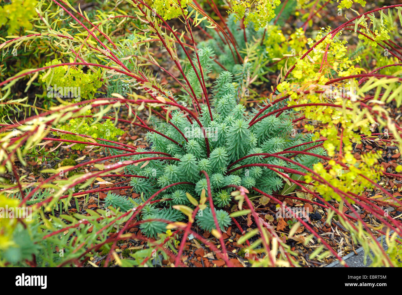 Schleichende Wolfsmilch, Esel Tail, Myrtle Wolfsmilch (Euphorbia Myrsinites), neue Triebe, Deutschland, EGA-Park Stockfoto