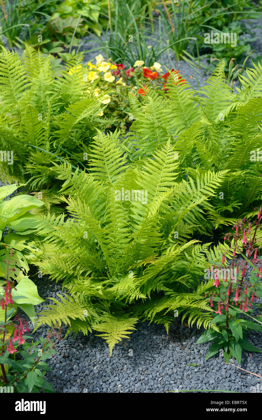 Wurmfarn, Wurm Farn (Dryopteris Filix-Mas), als Zierpflanze in einem Garten, Deutschland, Hamburg Stockfoto