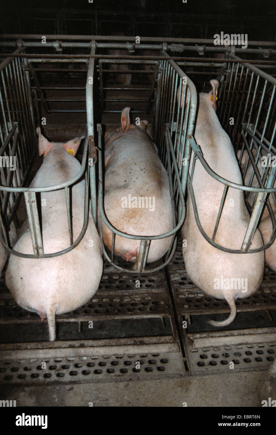 Hausschwein (Sus Scrofa F. Domestica), Seite an Seite in engen Käfigen, gefaltet, Stockfoto