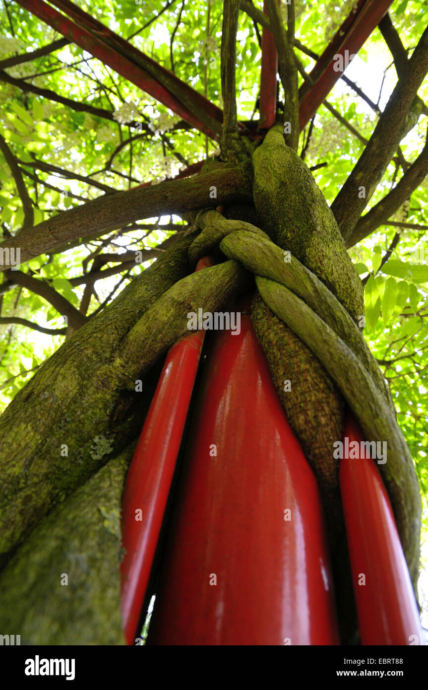 Chinesischer Blauregen (Wisteria Sinensis), Bindfden um Spalier,  Deutschland Stockfotografie - Alamy