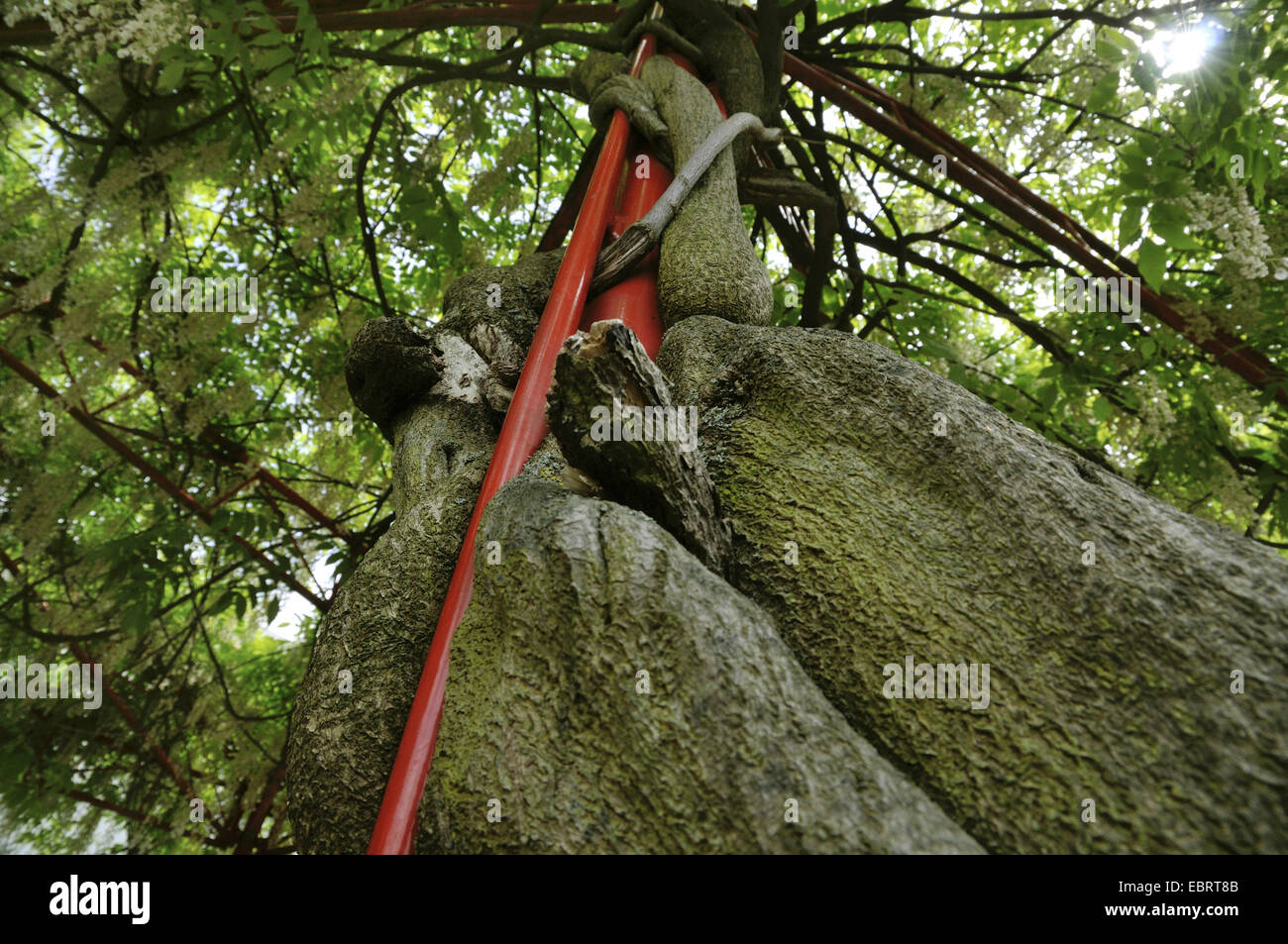 Chinesischer Blauregen (Wisteria Sinensis), Bindfäden um Spalier, Deutschland Stockfoto