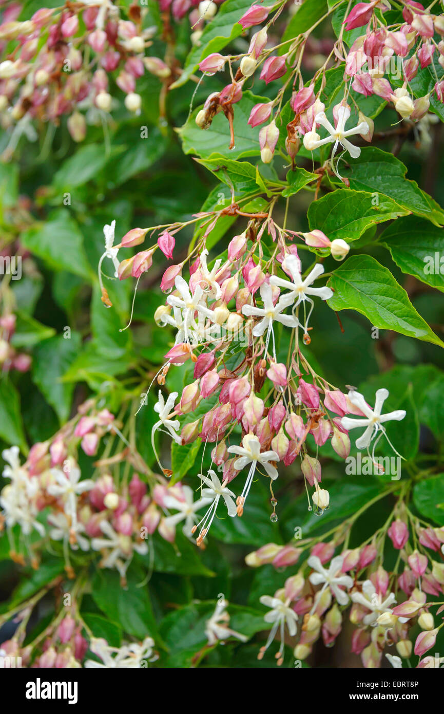 Herrlichkeit Baum, Harlekin Herrlichkeit, japanische Herrlichkeit (Clerodendrum Trichotomum), blühen Stockfoto