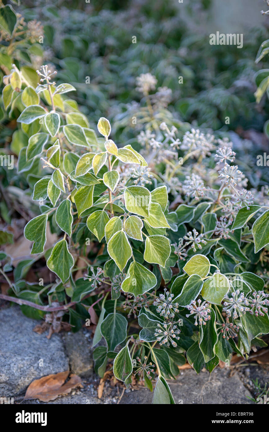 Efeu, gemeinsame Efeu (Hedera Helix 'Arborescens', Hedera Helix Arborescens), englische Sorte Arborescens, im Winter mit Raureif Stockfoto
