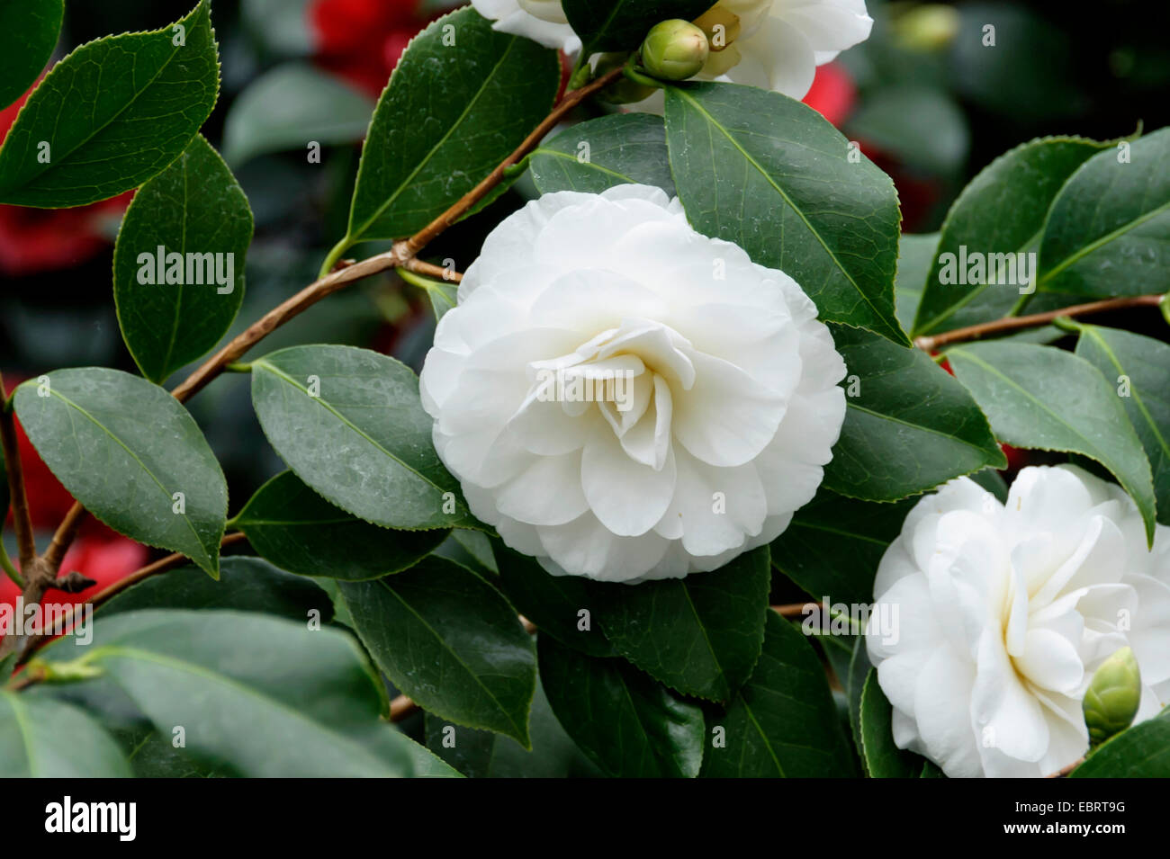 Japanische Kamelie (Camellia Japonica 'Alba Plena', Camellia Japonica Alba Plena), Sorte Alba Plena, Deutschland, Sachsen Stockfoto