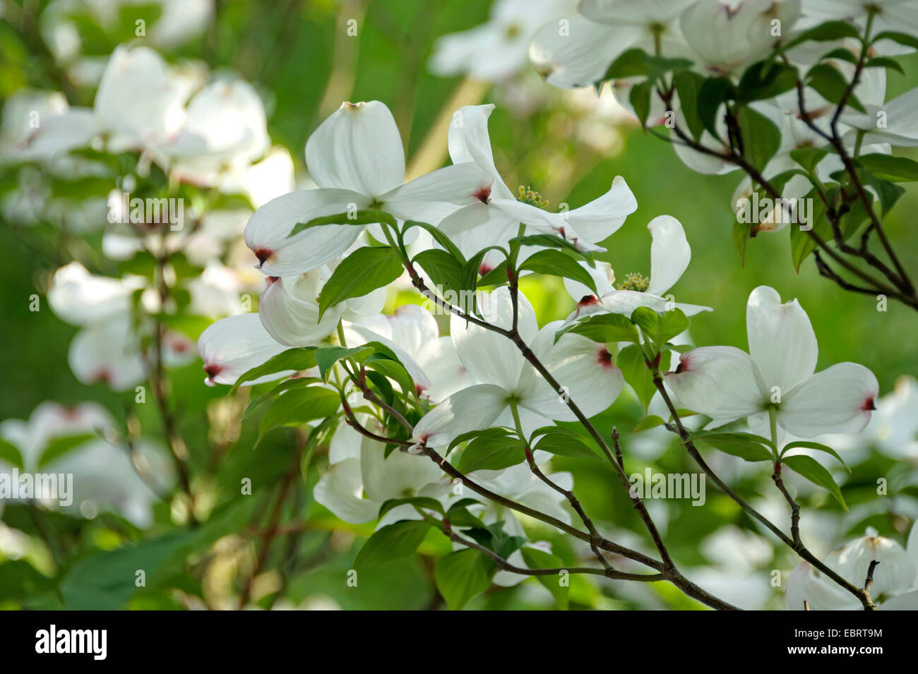 blühende Hartriegel, amerikanische Buchsbaum (Cornus Florida), blühenden Zweig, Deutschland, Brandenburg Stockfoto