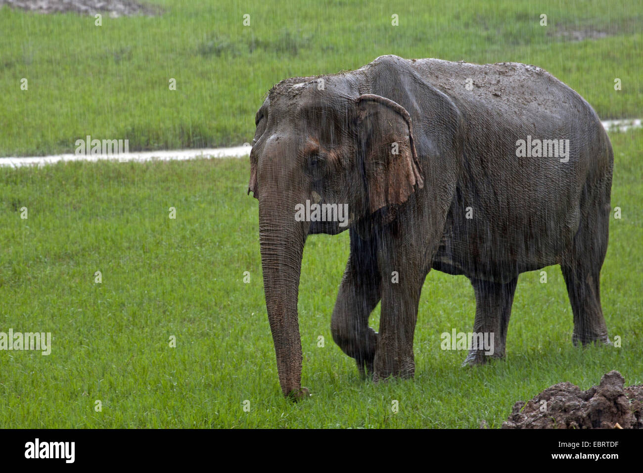 Asiatischer Elefant, Asiatischer Elefant (Elephas Maximus), alte Elefant im strömenden Regen zu Fuß über eine Wiese, Thailand, Elephant Nature Park, Chiang Mai Stockfoto