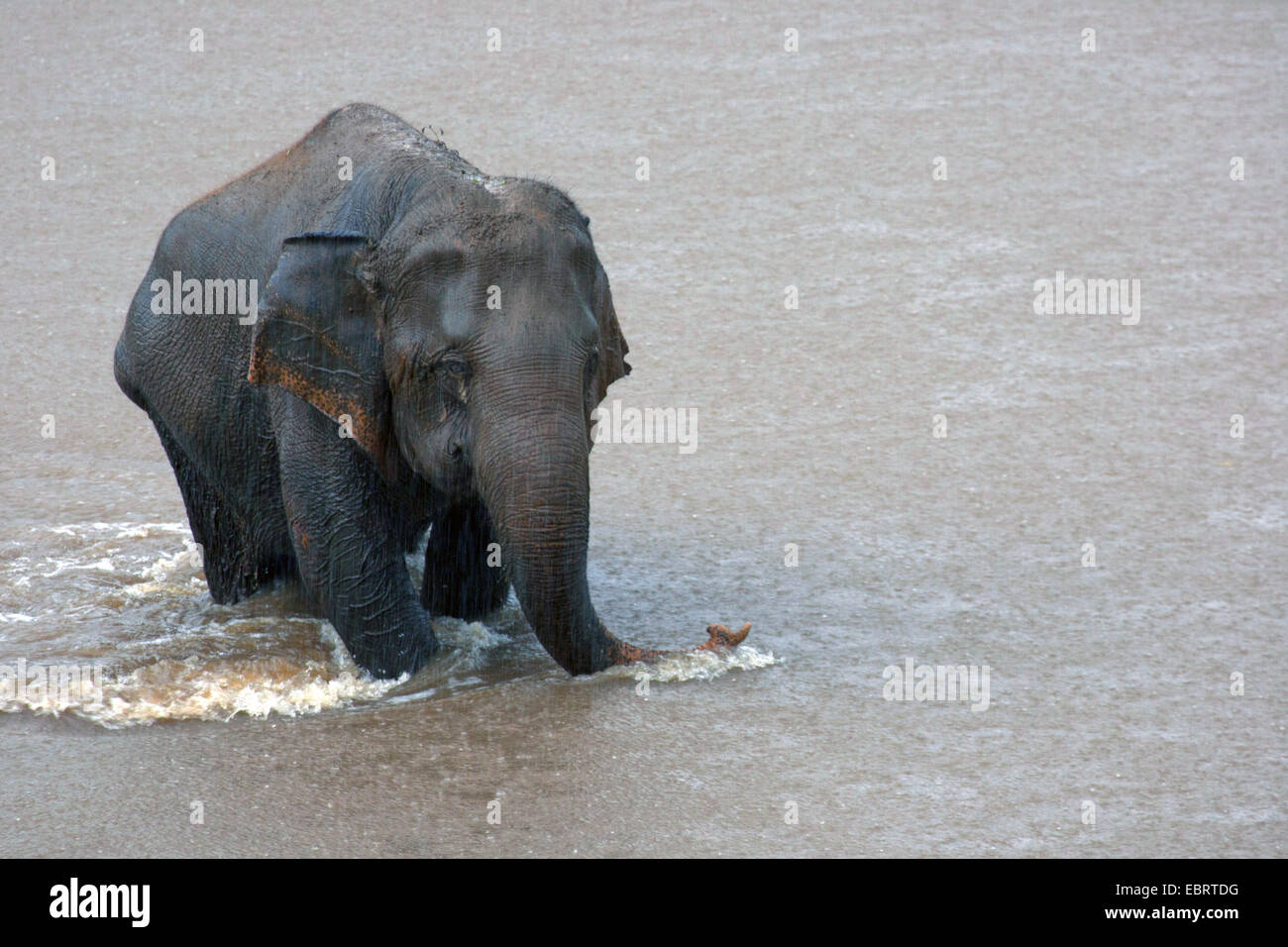 Asiatischer Elefant, Asiatischer Elefant (Elephas Maximus), deaktiviert Elefanten überqueren eines Flusses im strömenden Regen, Thailand, Chiang Mai Stockfoto
