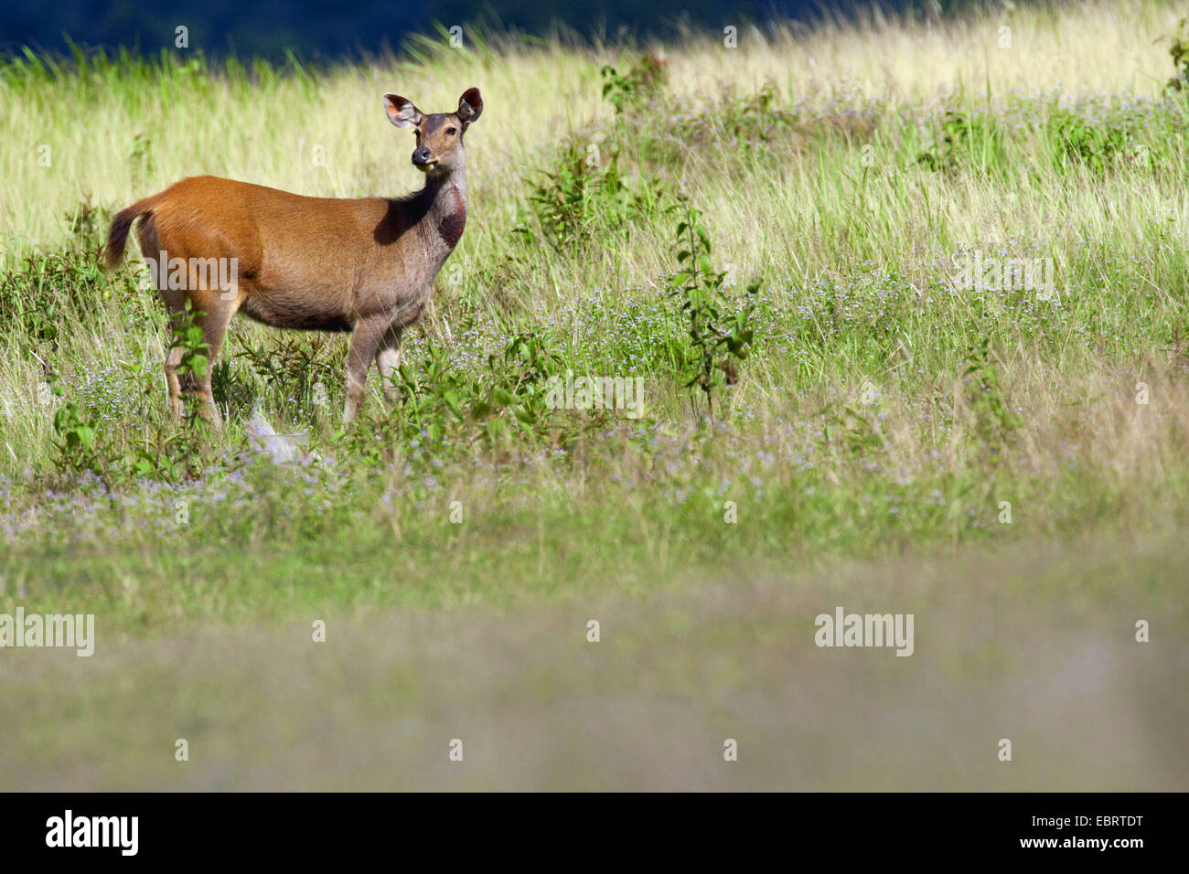 Sambar-Rotwild, Sambar (Rusa unicolor, Cervus unicolor), Frauen in eine Wiese, Thailand, Khao Yai Nationalpark Stockfoto