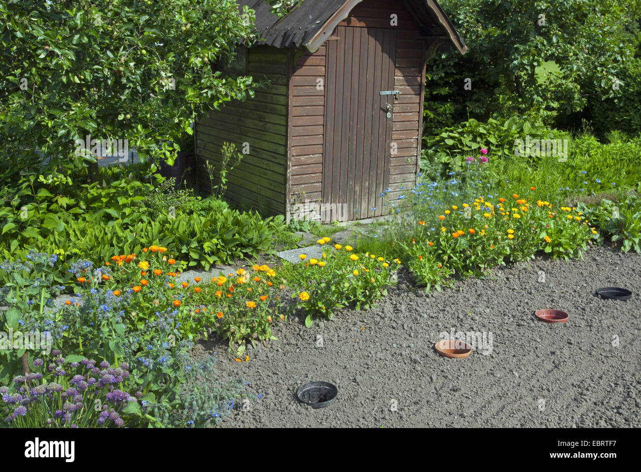 Garten-Ringelblume (Calendula Officinalis), Garten mit Shanty und Gemüse Patch, Belgien, Oudenaarde Stockfoto