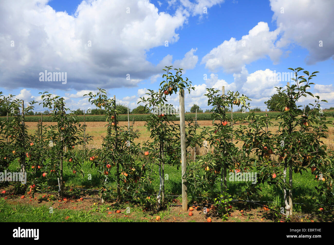 Apfelbaum (Malus Domestica), Apfelbäume als Spalier Frucht, Deutschland Stockfoto