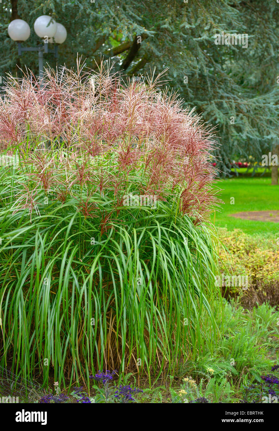 Chinesische Silber Rasen, Zebra Rasen, Tigergras (Miscanthus Sinensis 'Malepartus', Miscanthus Sinensis Malepartus), Sorte Malepartus Stockfoto