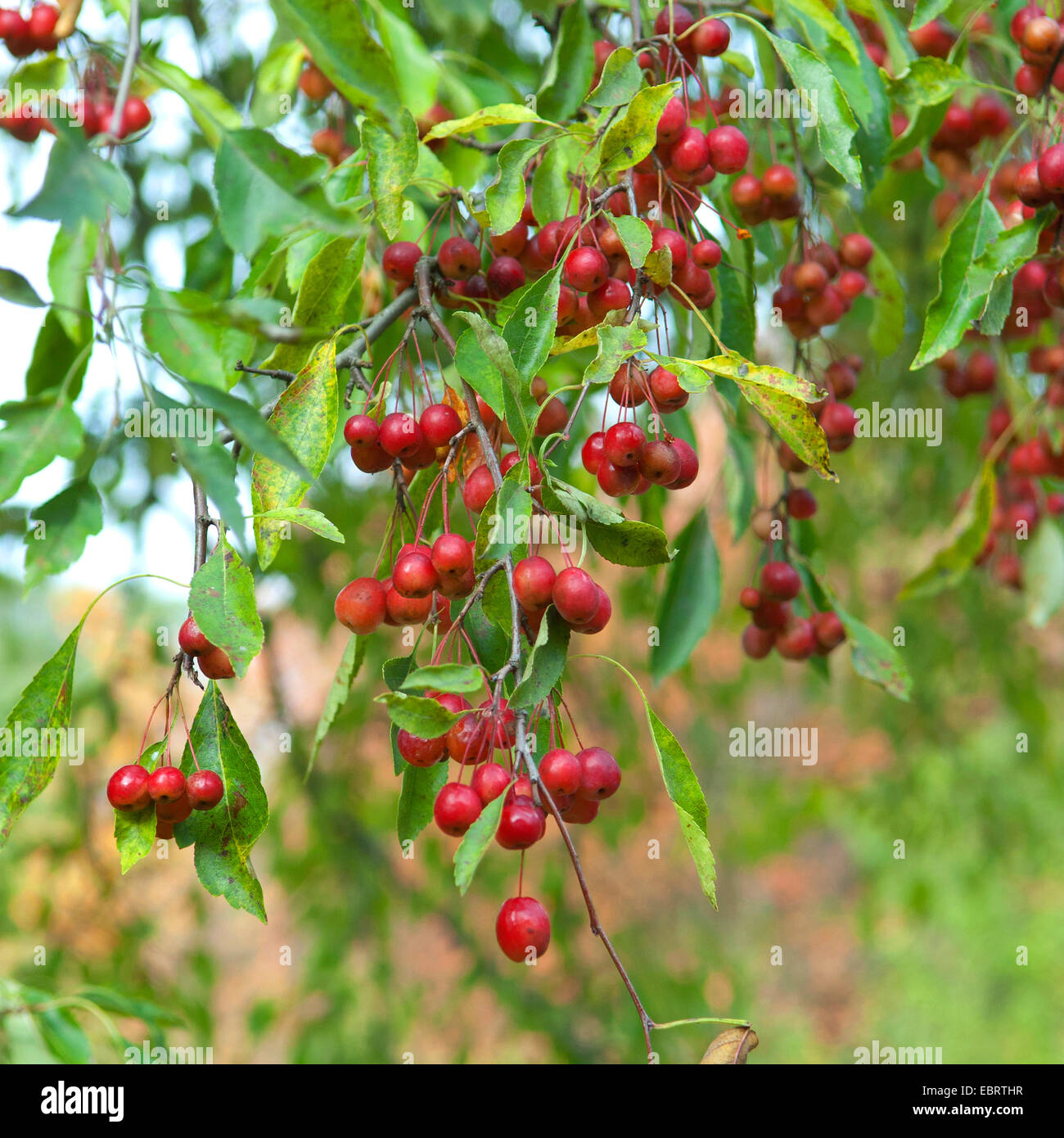 Cutleaf Zierapfel (Malus Toringoides), Zweige mit Früchten, Deutschland, Sachsen Stockfoto