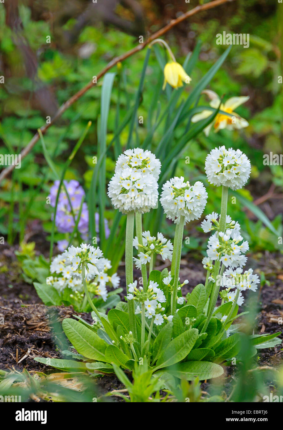 Trommelstock-Primel (Primula Verbreitungsgebiet 'Alba', Primula Verbreitungsgebiet Alba), Sorte Alba Stockfoto