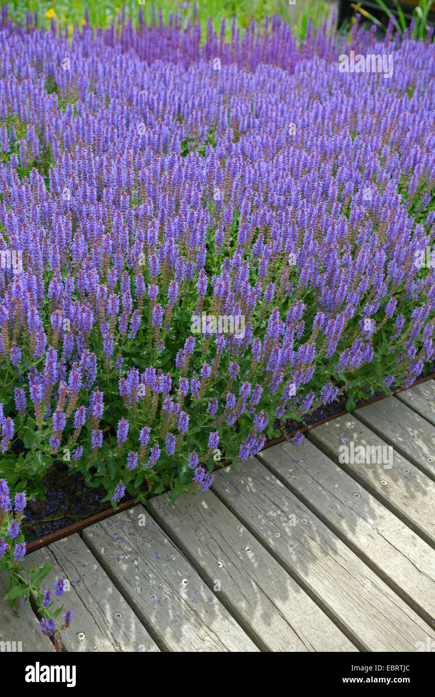 Woodland-Salbei, Balkan Clary, Holz Salbei (Salvia Nemorosa 'Blauhuegel', Salvia Nemorosa Blauhuegel), Cultiar Blue Hill, Deutschland, Hamburg Stockfoto