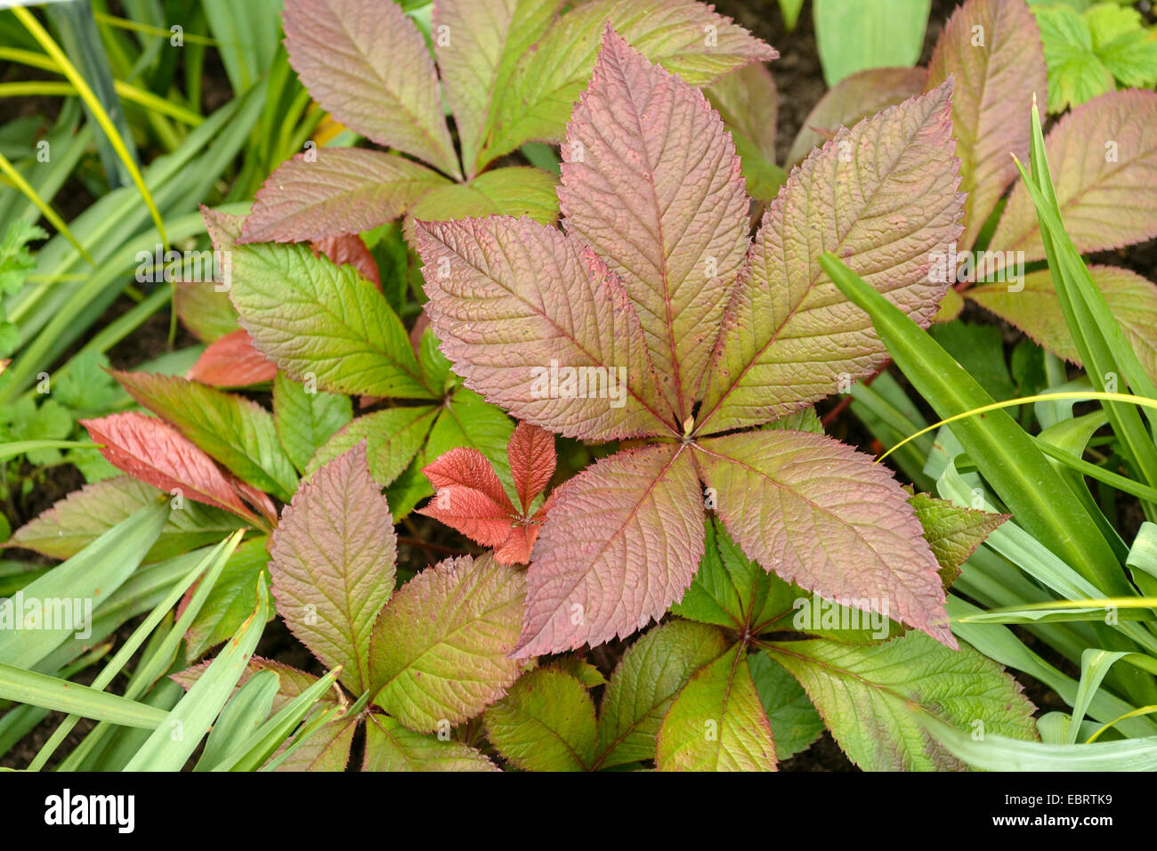 Featherleaf Rodgersia, Rodgers Blume (Rodgersia Pinnata "Bloody Mary", Rodgersia Pinnata Bloody Mary), Sorte Bloody Mary Stockfoto