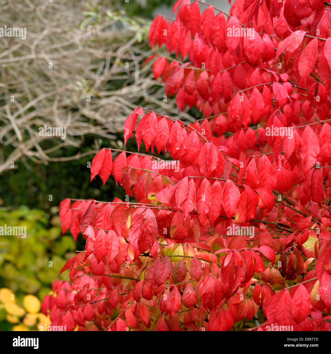 geflügelte brennenden Busch, Wahoo, geflügelte Pfaffenhütchen, geflügelter Spindel-Baum (Euonymus Alatus 'BHT', Euonymus Alatus BHT, Euonymus Alata, Euonymus Alatus), Sorte BHT, Deutschland, An Den Dorfwiesen 9 Stockfoto