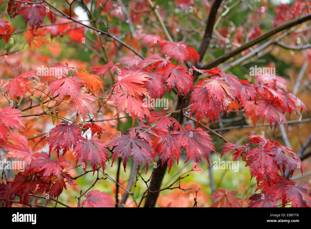 Full Moon-Ahorn (Acer Japonicum 'Aconitifolium', Acer Japonicum Aconitifolium), Sorte Aconitifolium, Herbstlaub Stockfoto